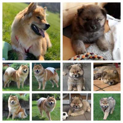 Welpen Bilder !-Beitrag-Bild