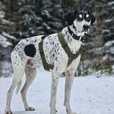 Hundetreffen-Gemeinsame Spaziergänge gesucht-Bild