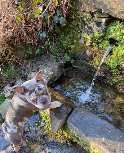 Dogorama-Monats-Challenge-Mai "Wasser"-Beitrag-Bild