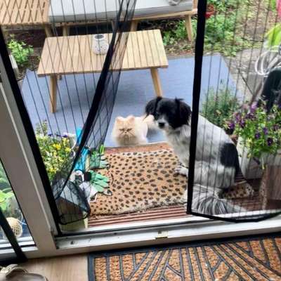 Hundetreffen-Gassitreffen kleine Hunde Kessenich-Bild