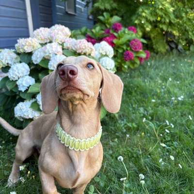 Hundetreffen-Social Walks & Spieltreffen 🐾-Bild
