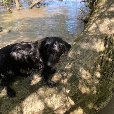 Hundetreffen-Gemütlicher Spaziergang-Bild