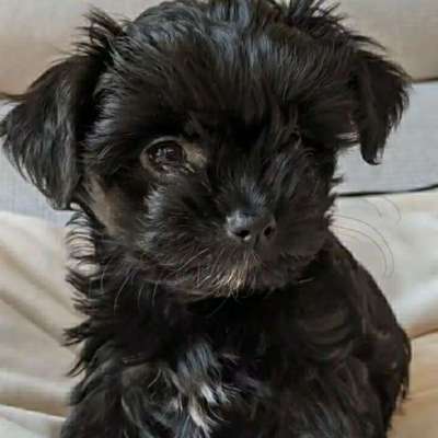 Hundetreffen-Welpentreffen im Jungfernheide Park