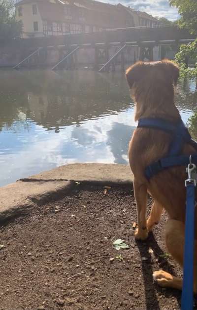 Dogorama-Monats-Challenge-Mai "Wasser"-Beitrag-Bild