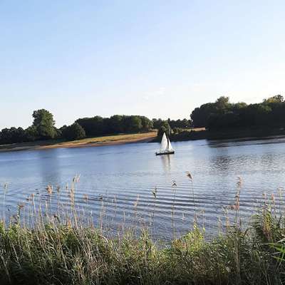 Hundetreffen-Welpentreffen in Bremen-Bild