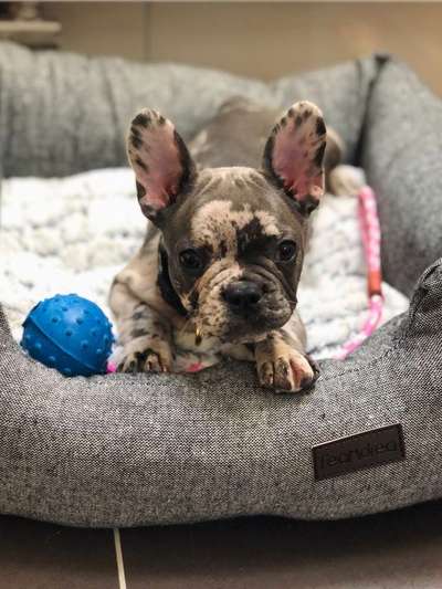 Welpen Bilder !-Beitrag-Bild