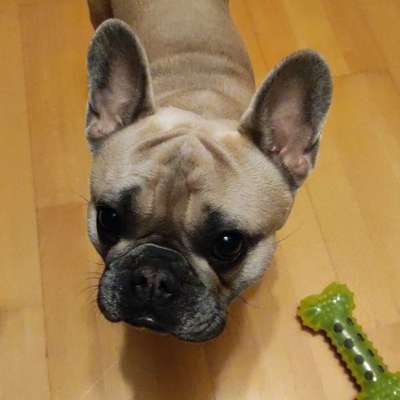 Hundetreffen-Hundetreff/Spieltreff/Gassirunde/neue Freundschaften-Bild