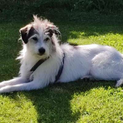Hundetreffen-Gassi/Spielerunde-Bild