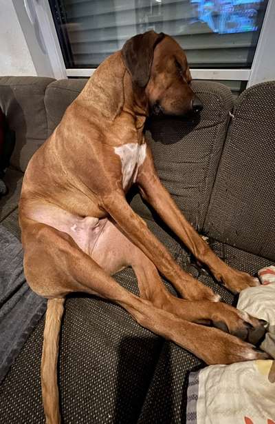 Rhodesian Ridgeback-Beitrag-Bild