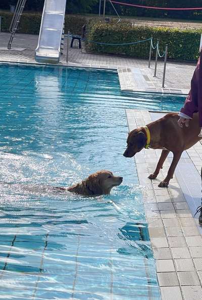 Rhodesian Ridgeback-Beitrag-Bild