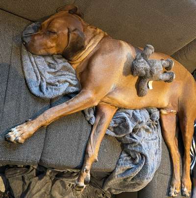 Rhodesian Ridgeback-Beitrag-Bild
