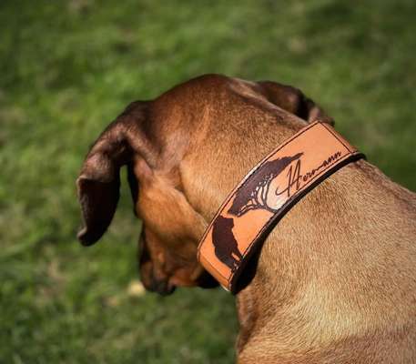 Rhodesian Ridgeback-Beitrag-Bild