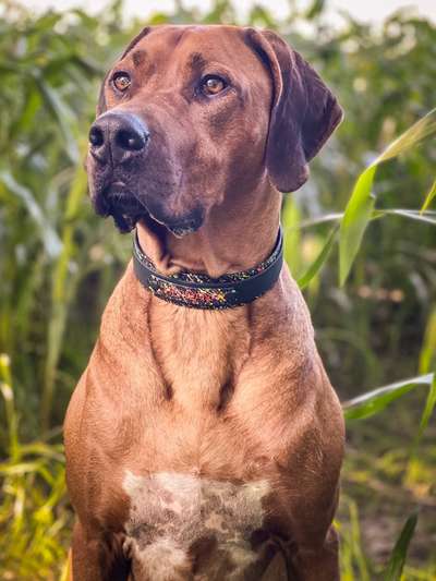 Rhodesian Ridgeback-Beitrag-Bild
