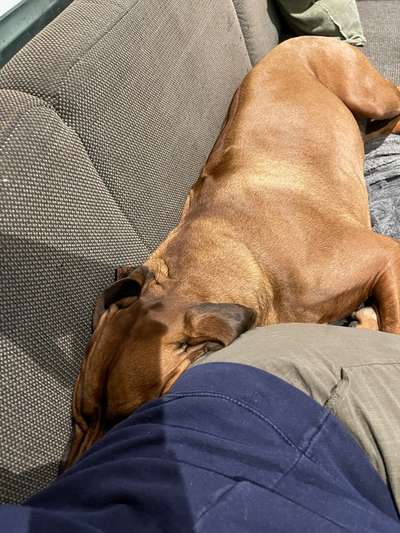 Rhodesian Ridgeback-Beitrag-Bild