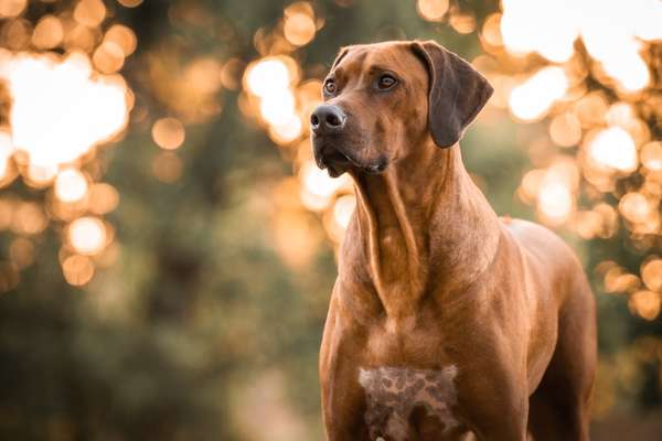 Rhodesian Ridgeback-Beitrag-Bild