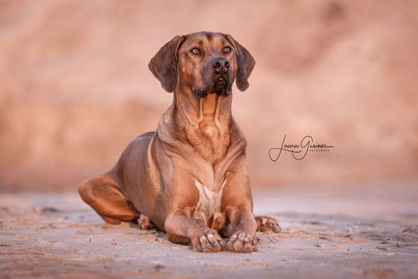 Ein Hund als Weihnachtsgeschenk? 🎁🐶 Muss das sein?-Beitrag-Bild