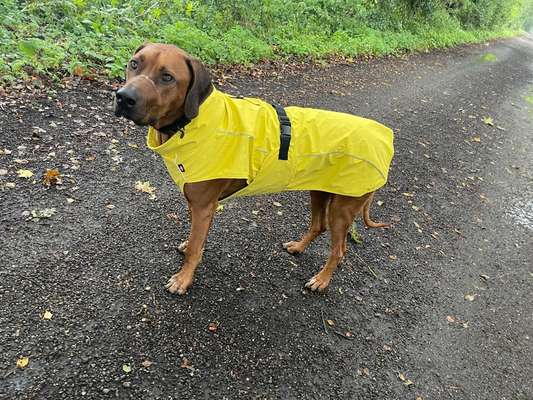 Rhodesian Ridgeback-Beitrag-Bild