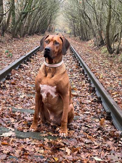 Rhodesian Ridgeback-Beitrag-Bild