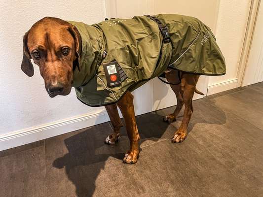 Rhodesian Ridgeback-Beitrag-Bild