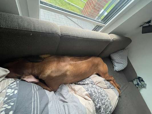 Rhodesian Ridgeback-Beitrag-Bild
