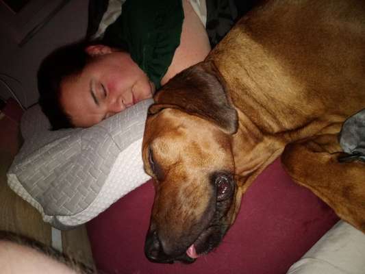 Rhodesian Ridgeback-Beitrag-Bild