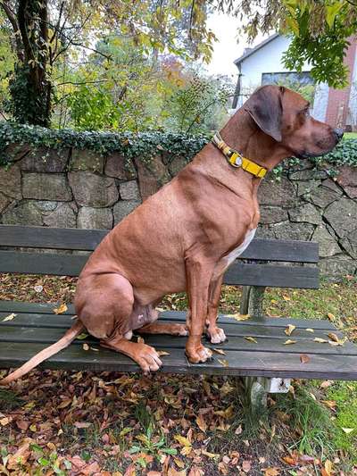 Rhodesian Ridgeback-Beitrag-Bild