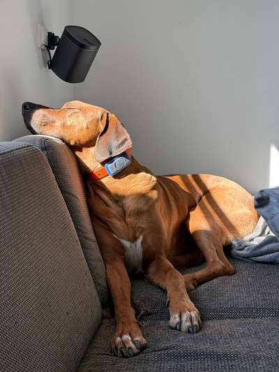 Rhodesian Ridgeback-Beitrag-Bild