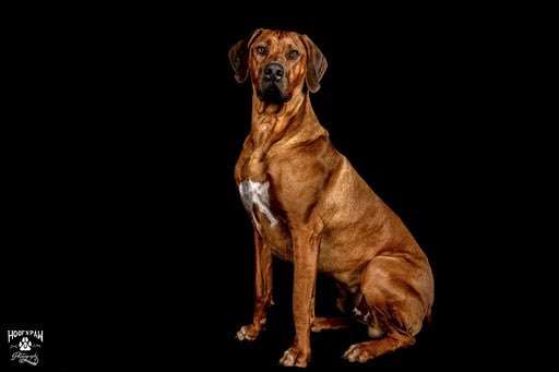 Rhodesian Ridgeback-Beitrag-Bild