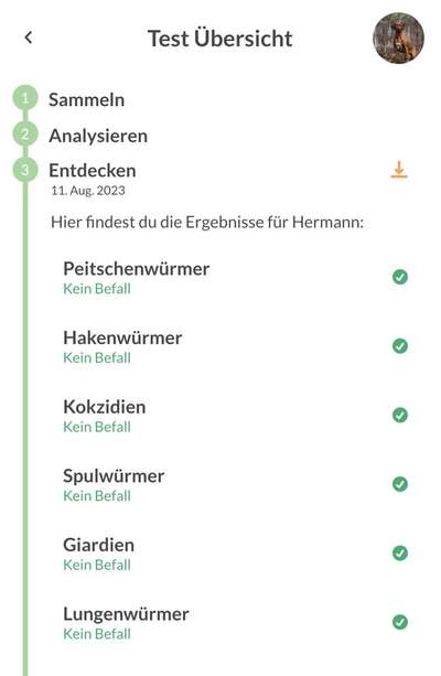 Rhodesian Ridgeback-Beitrag-Bild