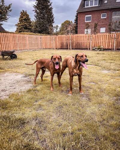 Rhodesian Ridgeback-Beitrag-Bild