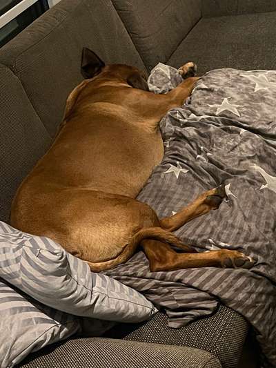Rhodesian Ridgeback-Beitrag-Bild