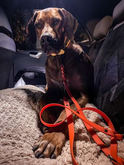 Rhodesian Ridgeback-Beitrag-Bild