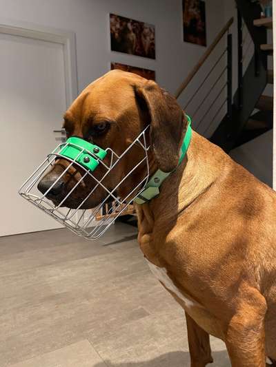 Rhodesian Ridgeback-Beitrag-Bild