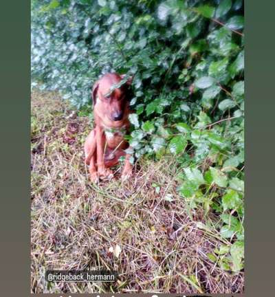 Rhodesian Ridgeback-Beitrag-Bild