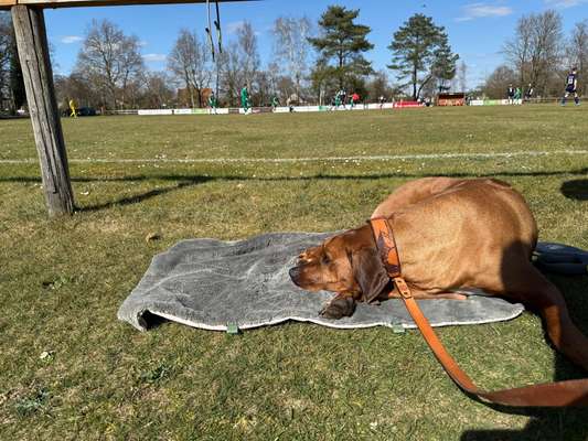 Rhodesian Ridgeback-Beitrag-Bild