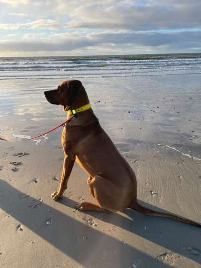 Rhodesian Ridgeback-Beitrag-Bild