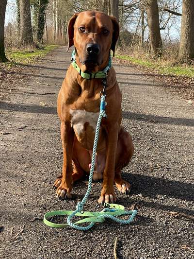 Rhodesian Ridgeback-Beitrag-Bild