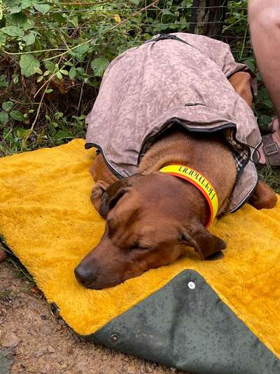 Rhodesian Ridgeback-Beitrag-Bild