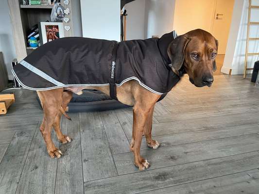 Rhodesian Ridgeback-Beitrag-Bild