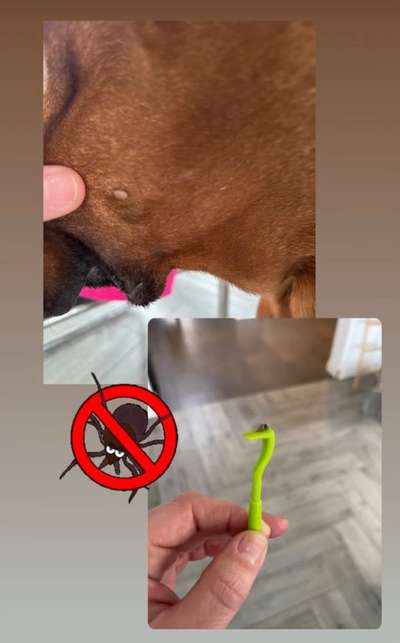 Rhodesian Ridgeback-Beitrag-Bild