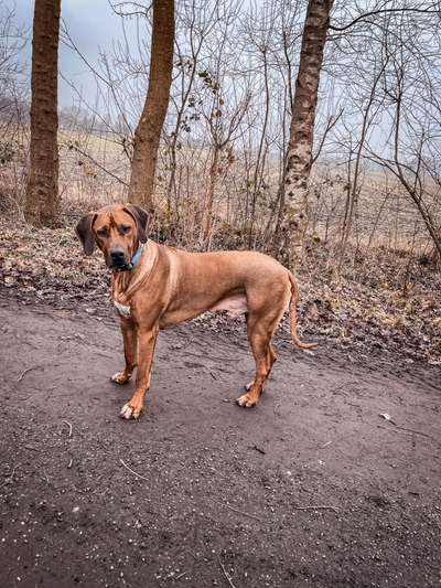 Rhodesian Ridgeback-Beitrag-Bild