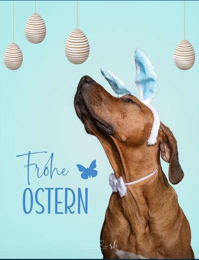 Rhodesian Ridgeback-Beitrag-Bild