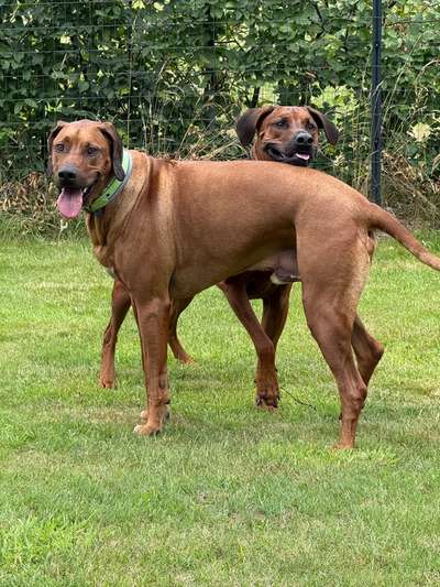 Rhodesian Ridgeback-Beitrag-Bild