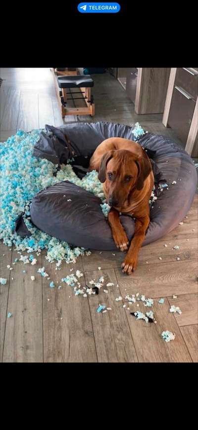 Rhodesian Ridgeback-Beitrag-Bild