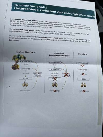 Rhodesian Ridgeback-Beitrag-Bild