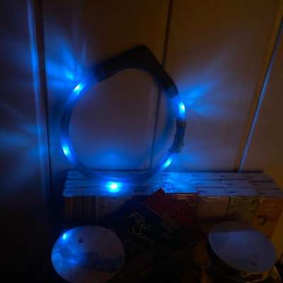 Leuchthalsband für großen Hind-Beitrag-Bild