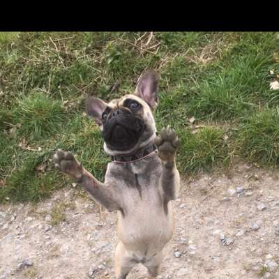 Hundetreffen-Bulldoggen Treffen-Bild