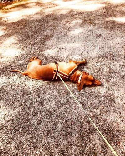 Hund sträubt die nackenhaare-Beitrag-Bild