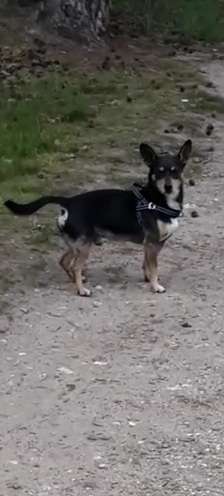 Jack Russell Terrier-Beitrag-Bild