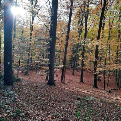 Hundetreffen-Spieltreffen-Bild